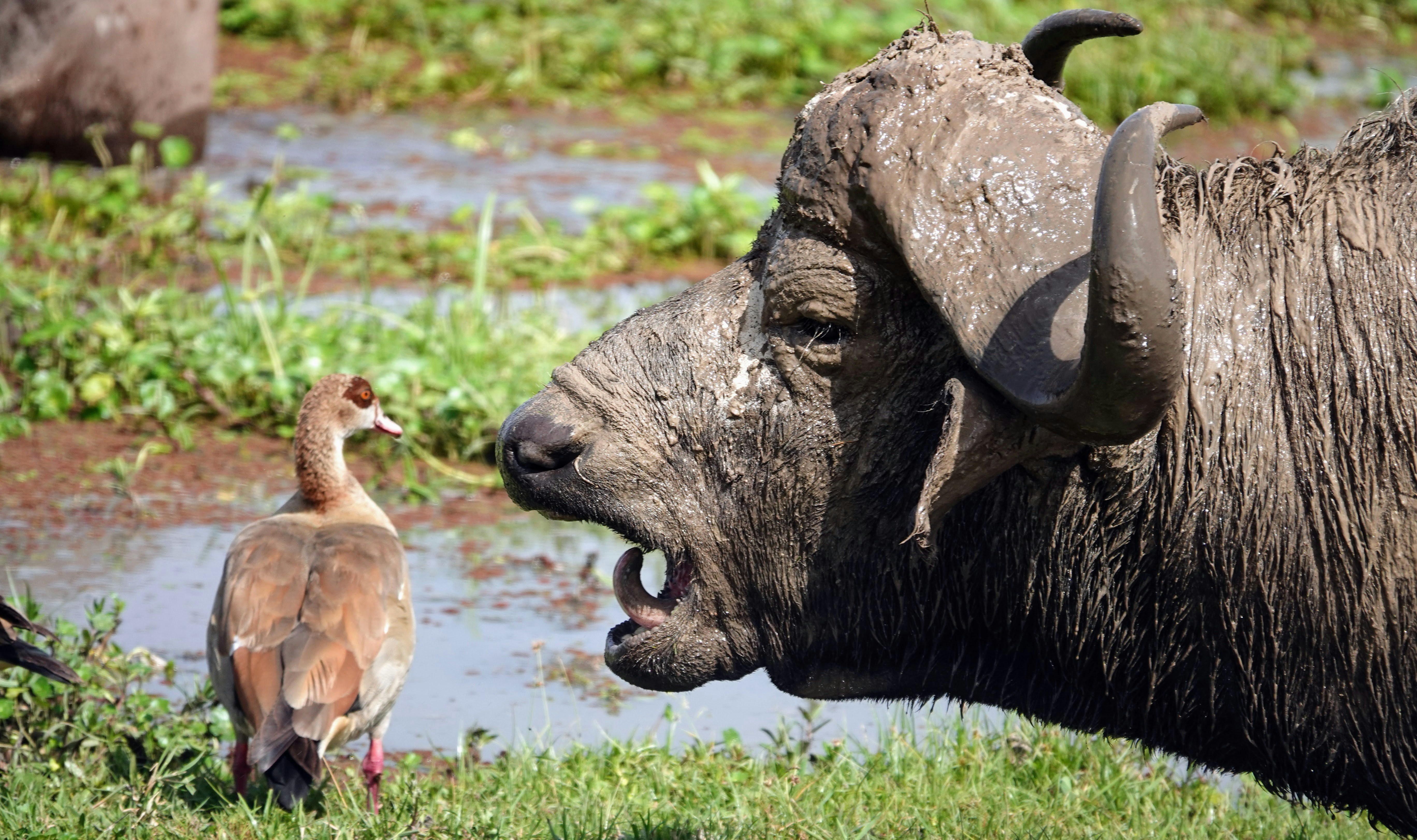 African buffalo near an Egyptian goose at a marsh