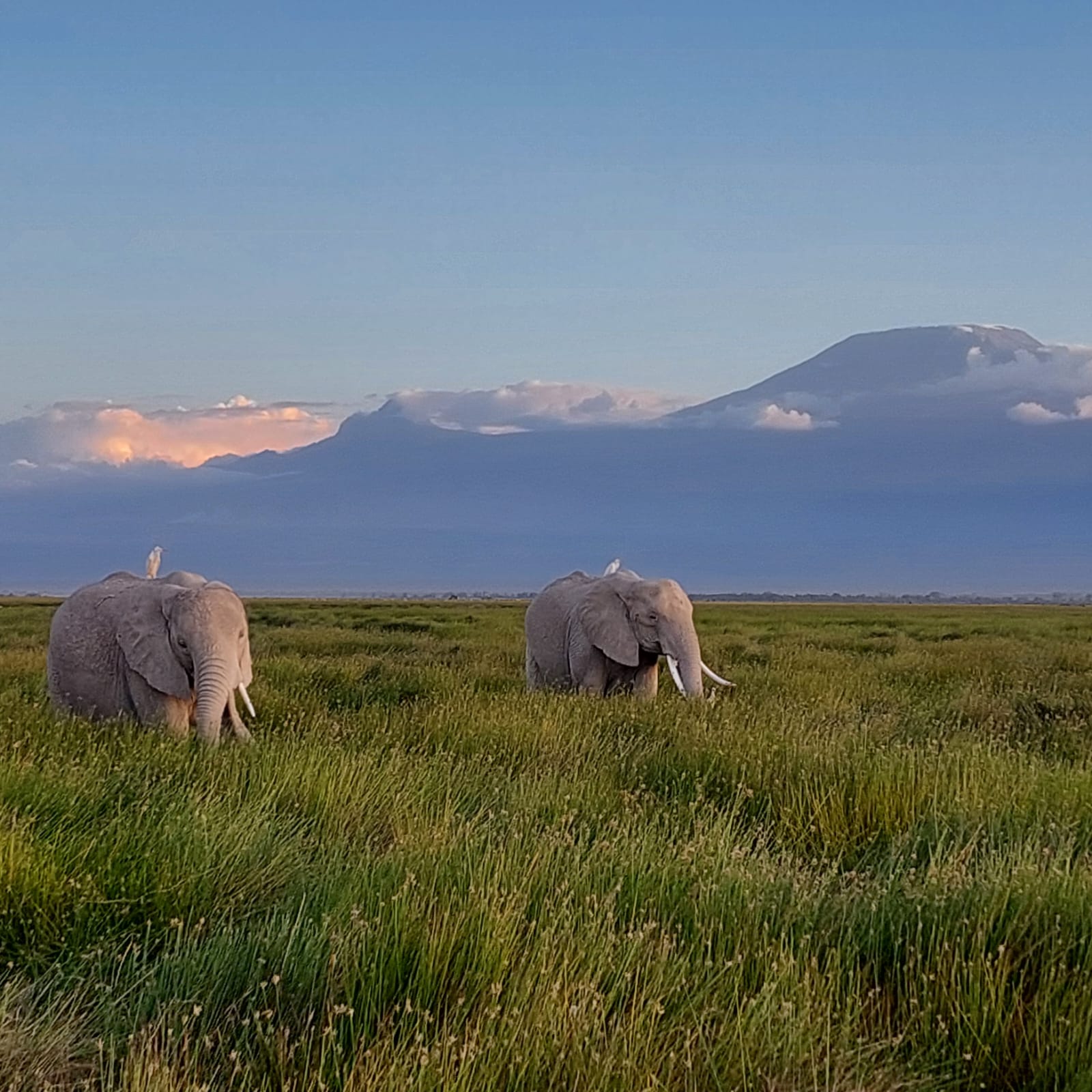 Amboseli National Park scenery