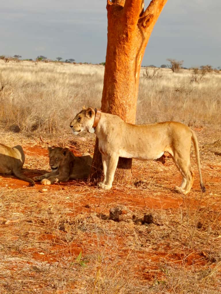 Tsavo National Park landscape