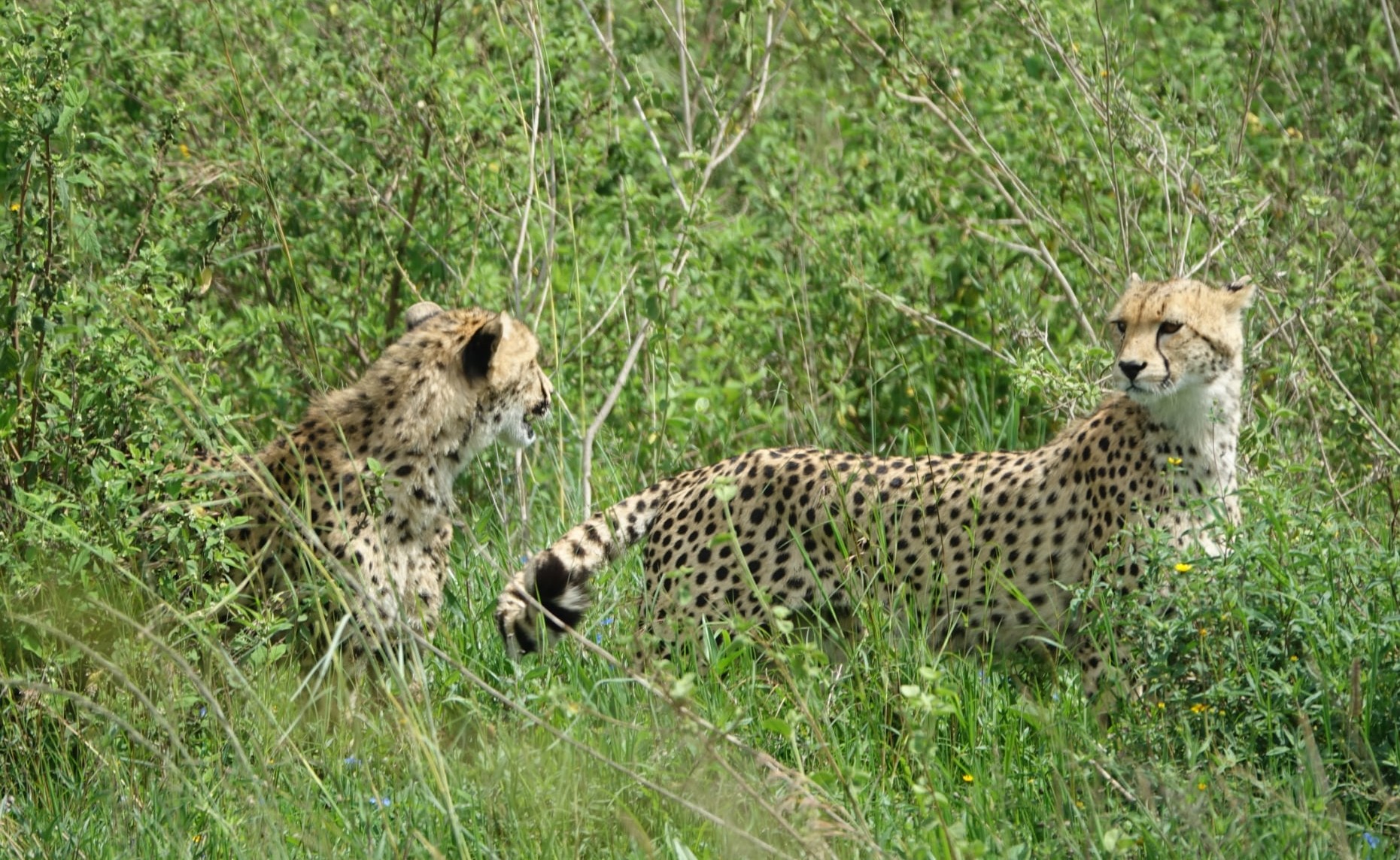 Cheetah on the Maasai Mara plains
