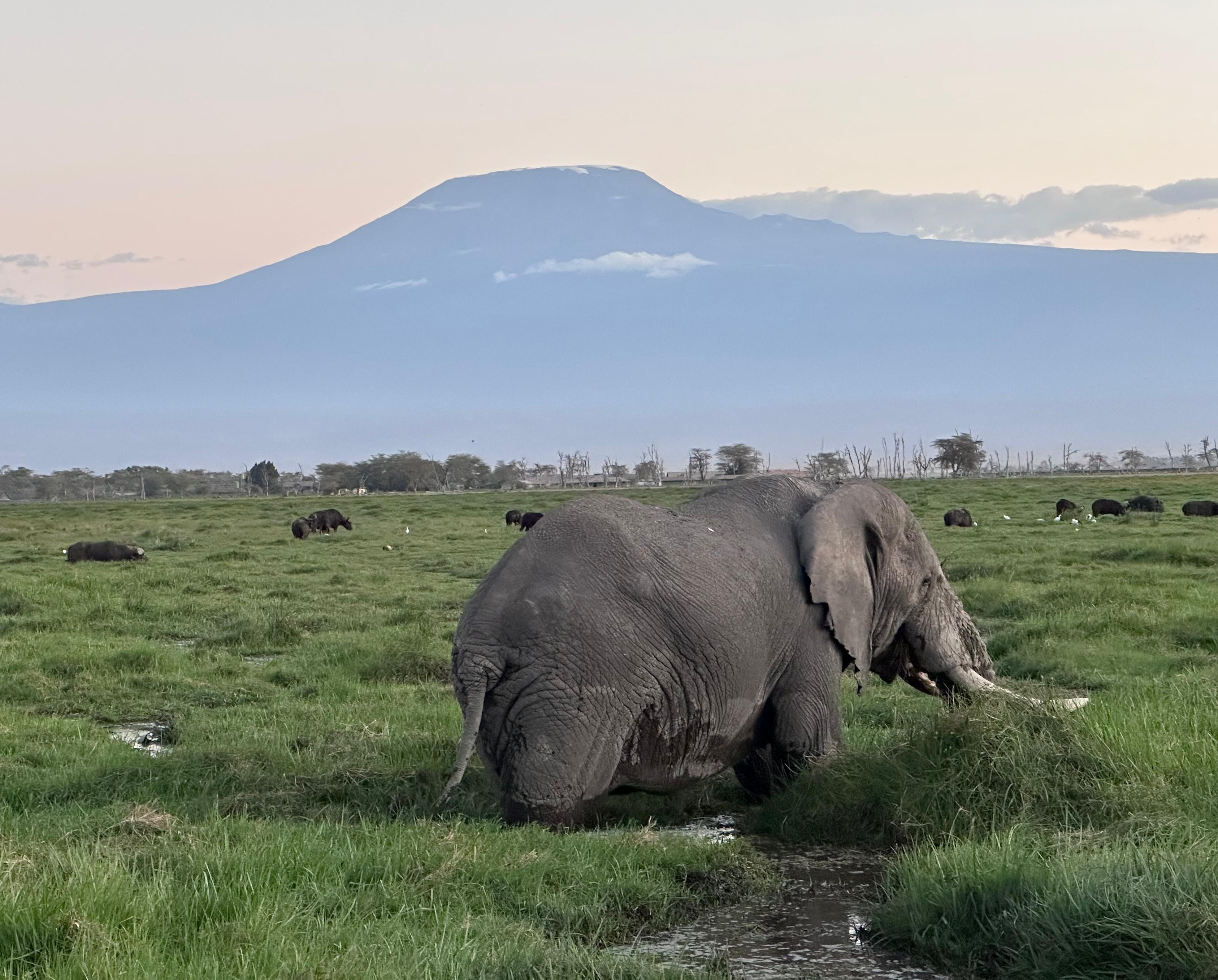 Elephants in Amboseli National Park
