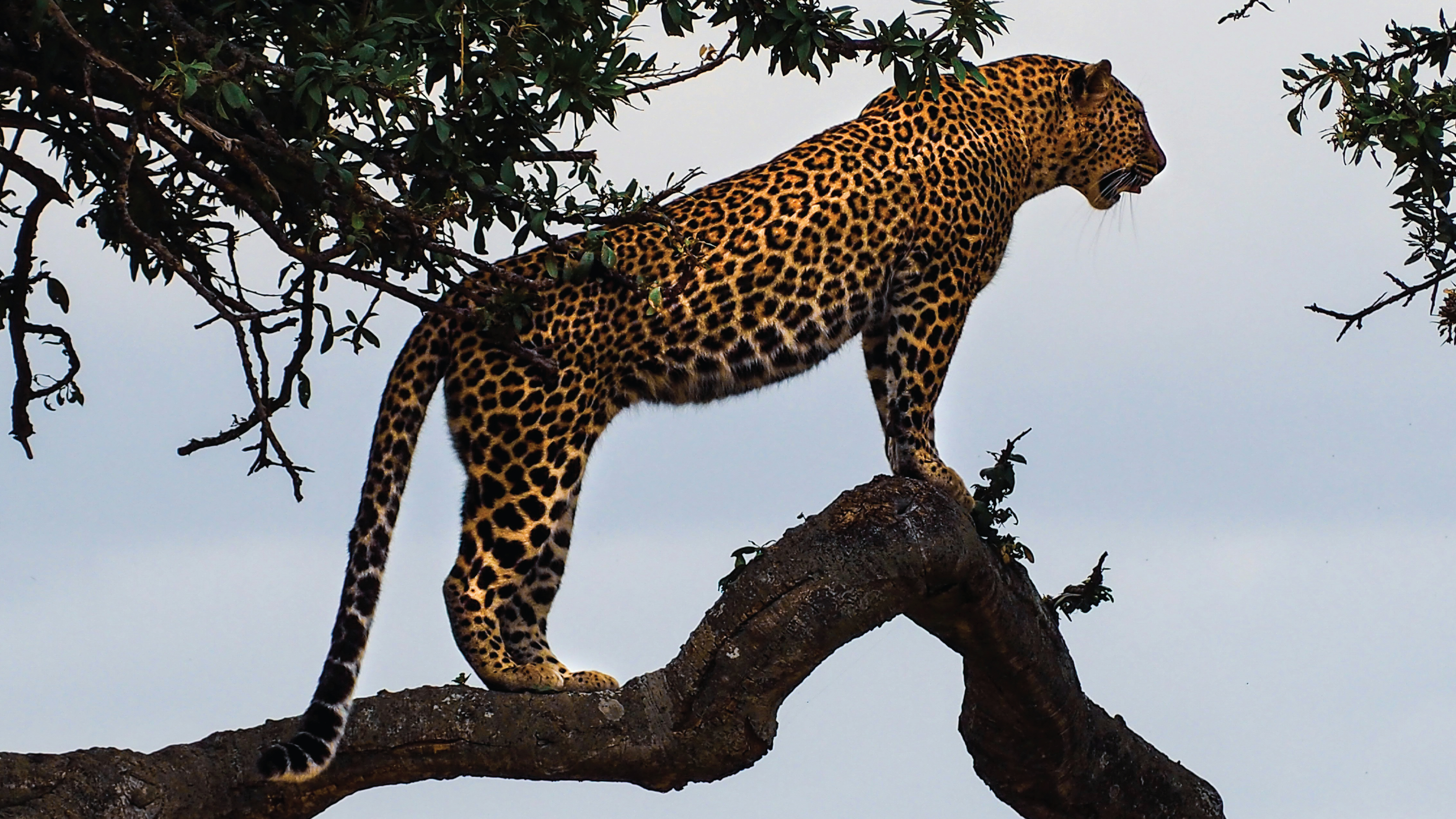 Kenya safari experience