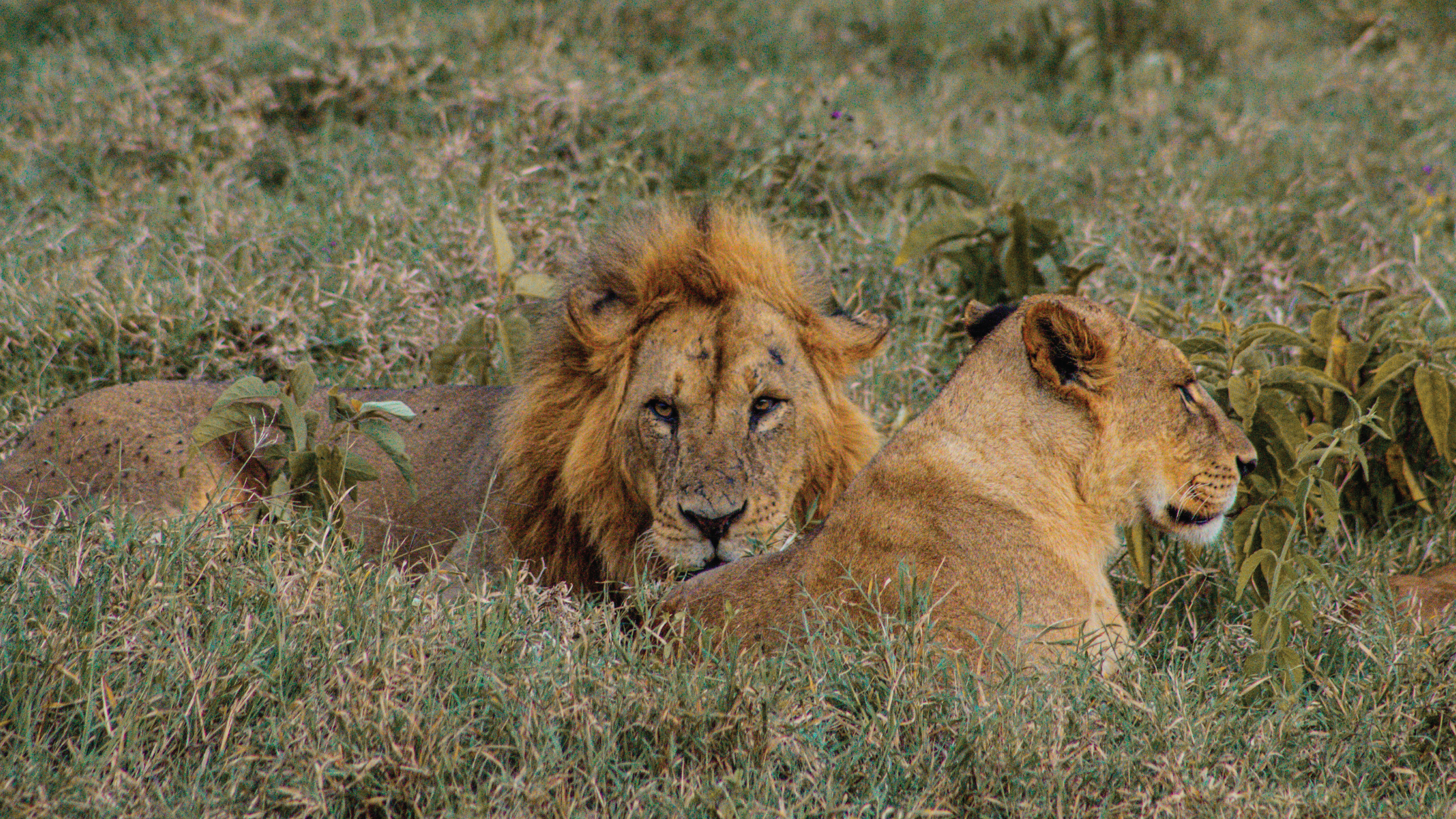 Kenya wildlife