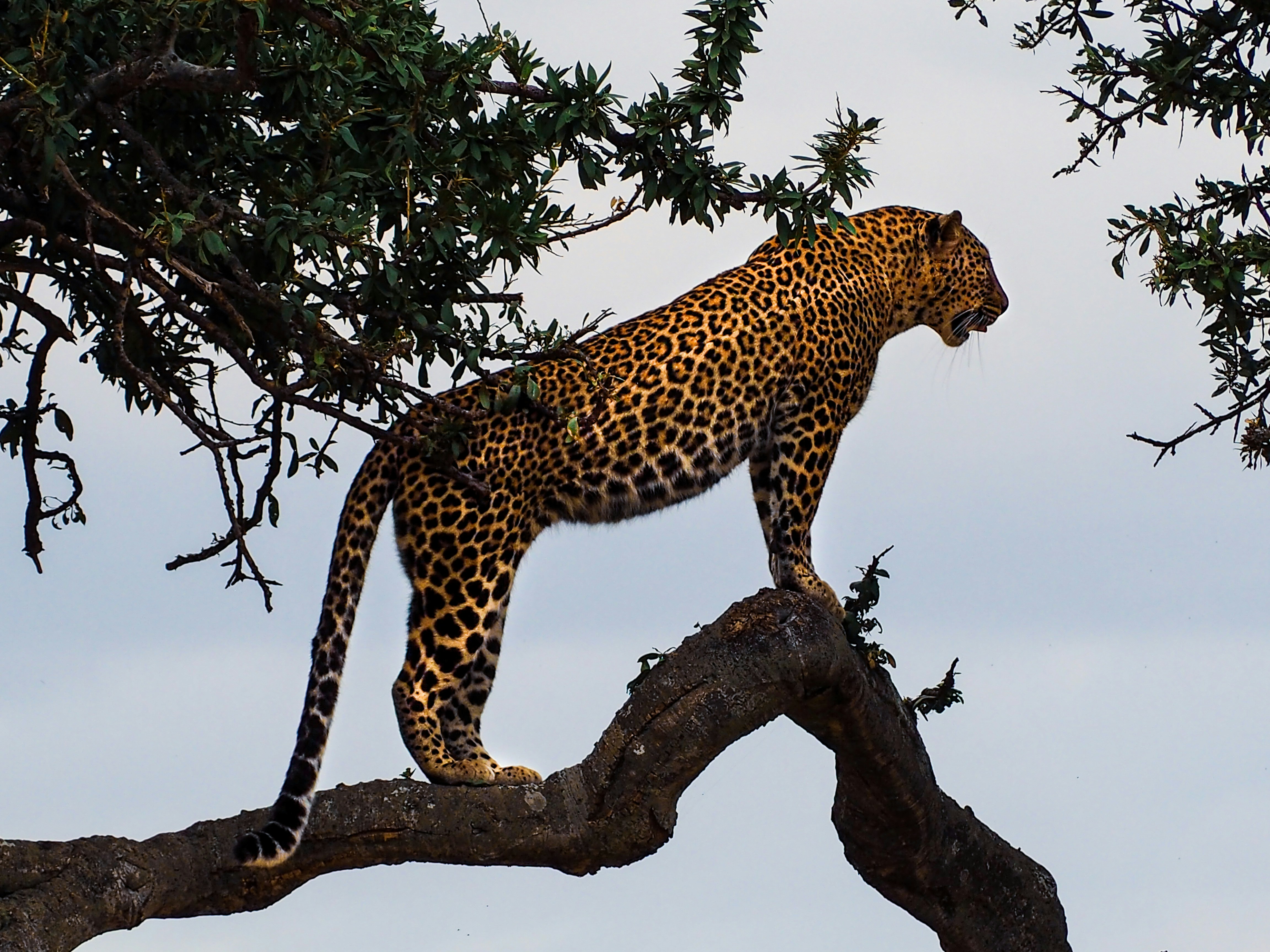 Kenya safari