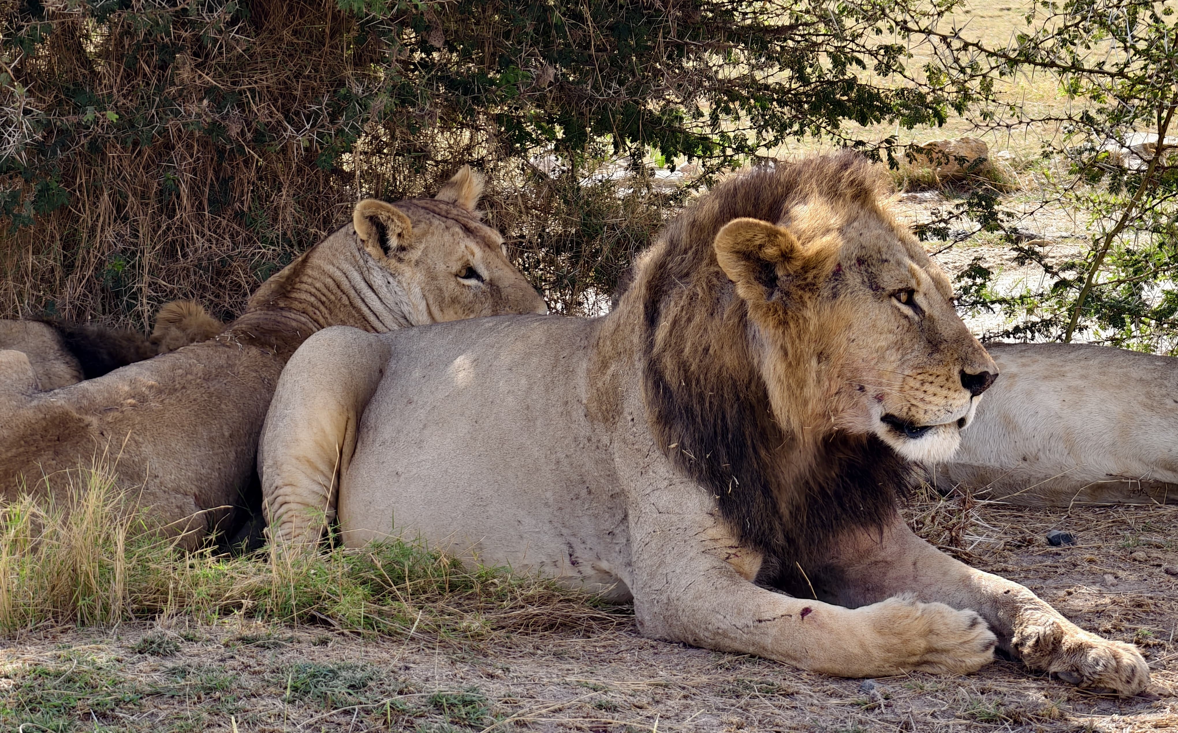 Lions in Amboseli National Park