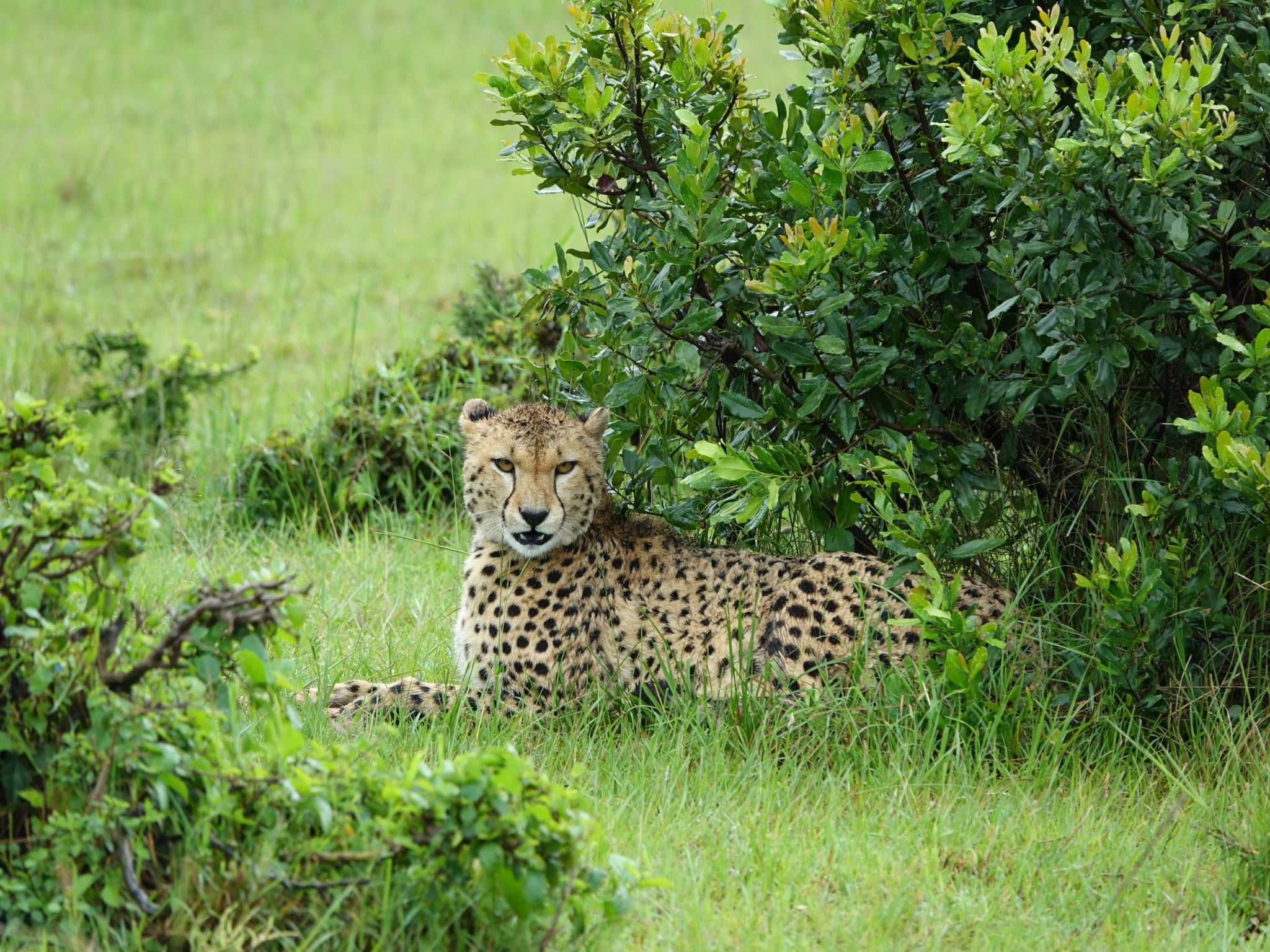Wildlife in the Maasai Mara
