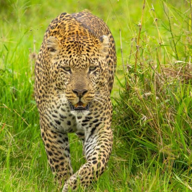Game drive in the Maasai Mara
