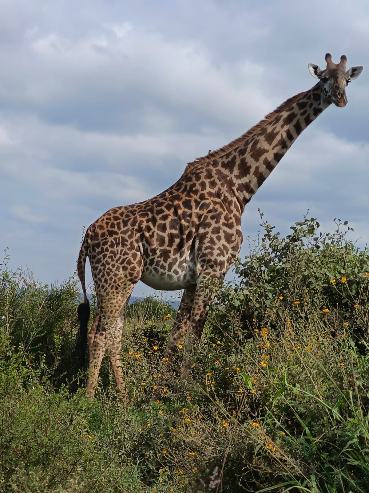 Nairobi National Park safari