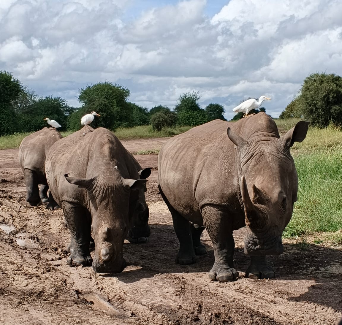 Rhino at Ol-Pejeta Conservancy