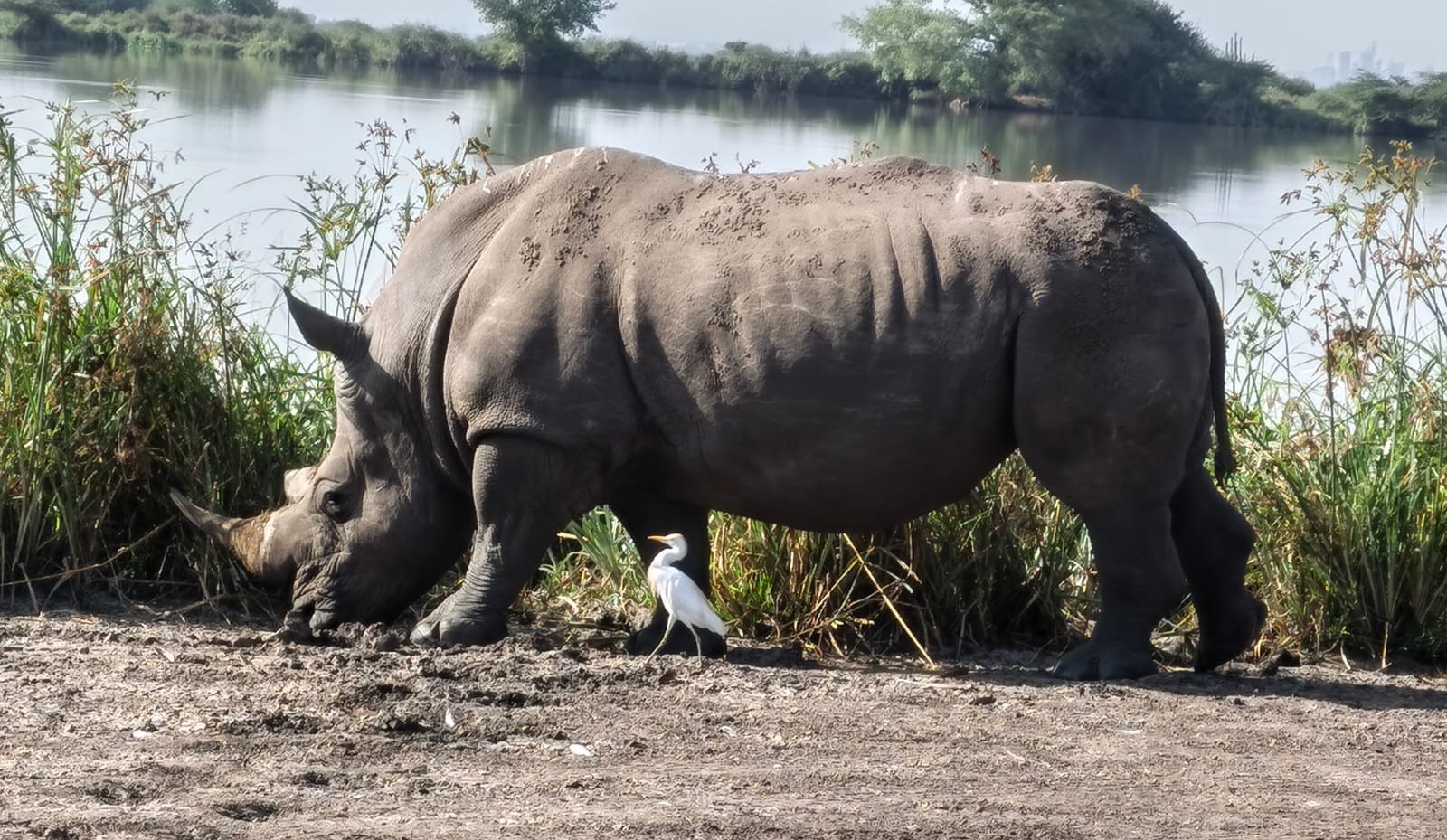 Rhino in Kenya conservation area