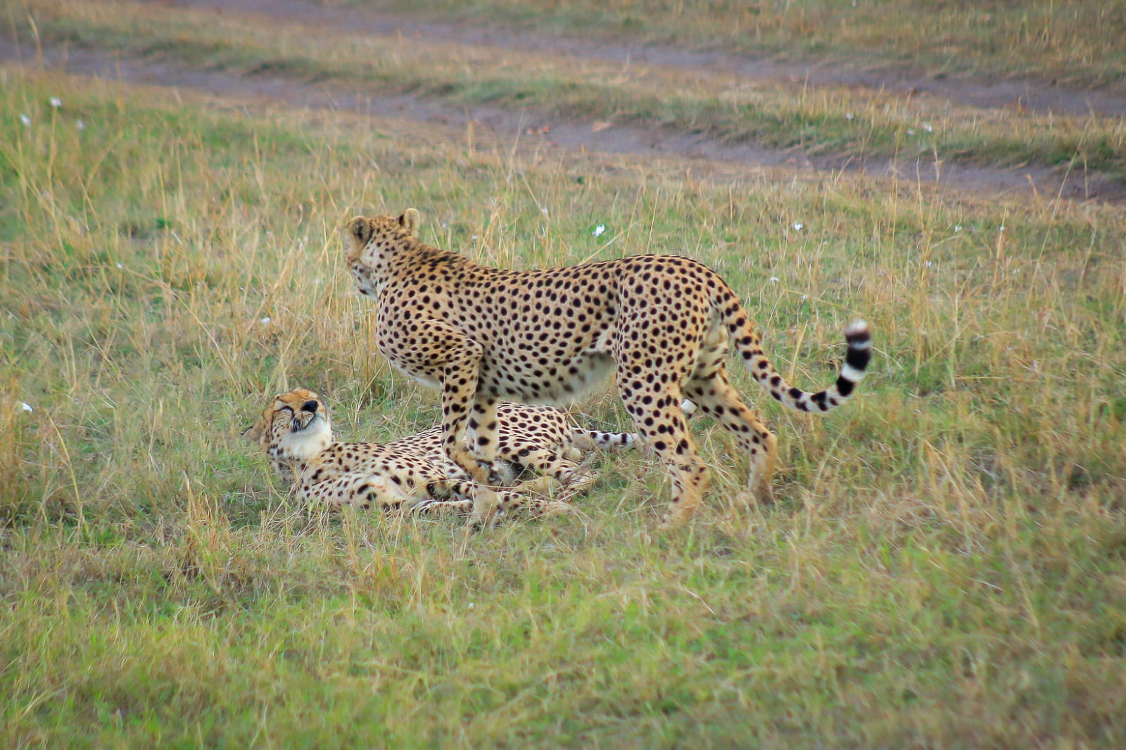 Nairobi National Park wildlife