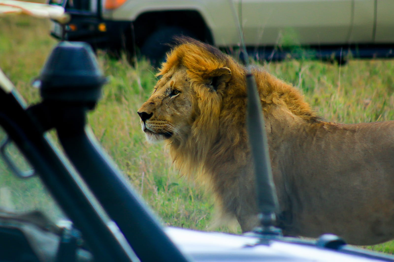 Game drive wildlife in Kenya