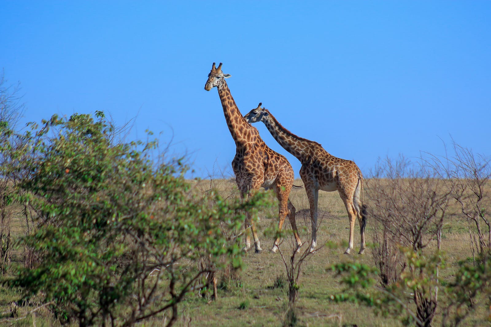 Giraffes in Nairobi National Park