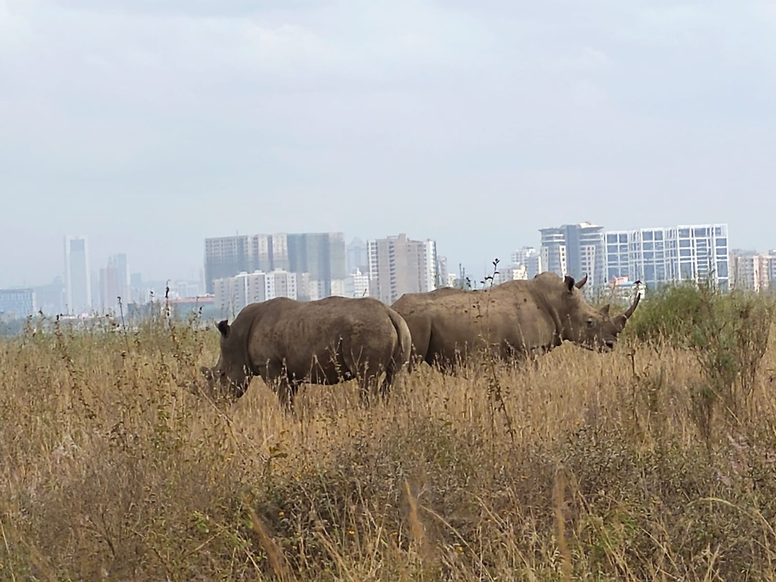 Nairobi National Park private safari
