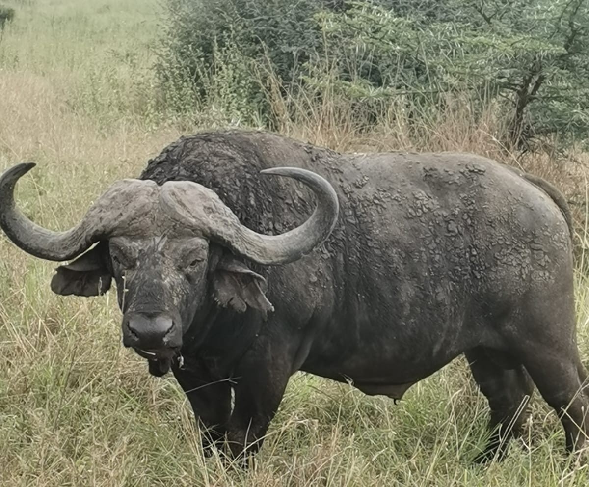 Rhino safari at Lake Nakuru National Park