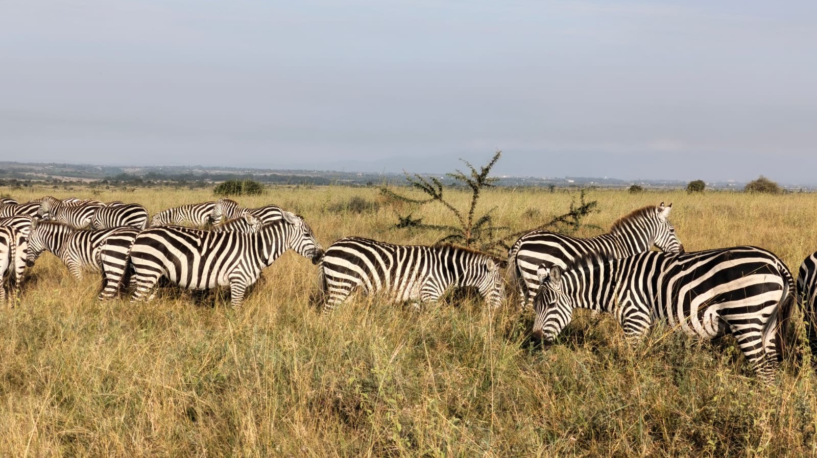 Zebra on Kenya safari